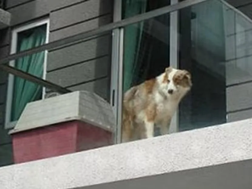 Balkonda köpek